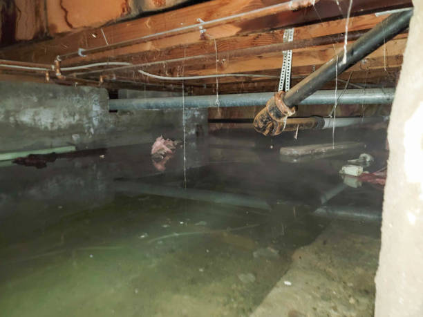 Best Water damage cleanup near me  in Albers, IL